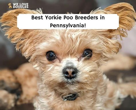 The 6 Best Yorkie Poo Breeders in Pennsylvania! (2022) - We Love Doodles Yorkie Poo For Sale, Yorkie Poo Puppies, Cavapoo Breeders, Yorkie Breeders, Yorkie Puppies For Sale, Yorkie Puppy For Sale, Greenfield Puppies, Tea Cup Poodle, Yorkie Puppies