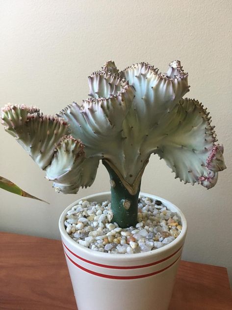 Entire plant photo of Coral Cactus (Euphorbia lactea 'White Ghost Crest') uploaded to Garden.org by Traijin Euphorbia Cactus, Euphorbia Lactea, Shamrock Plant, Wishlist Plants, Coral Cactus, Plant Friends, Plant Wishlist, Pilea Peperomioides, Mediterranean Landscaping