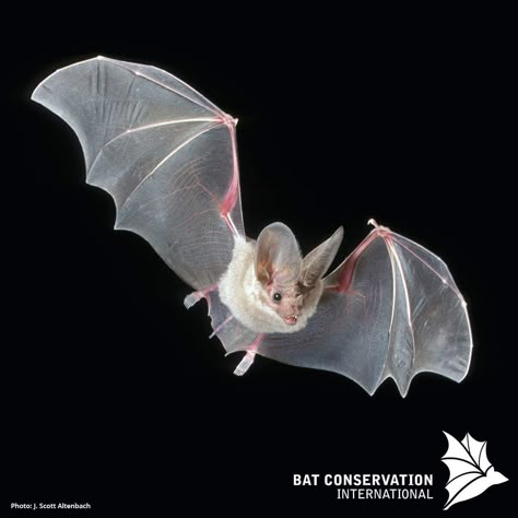 Bat Images, Bat Photos, Bat Species, Bat Flying, Bat Tattoo, Animal Study, Dog Biting, Creature Feature, Endangered Species