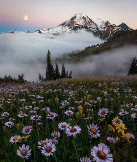 Mood Idea, Spring Backgrounds, Simply Aesthetic, Frühling Wallpaper, Mount Baker, Landscape Photography Nature, Beautiful Sites, Pacific Coast, Washington State