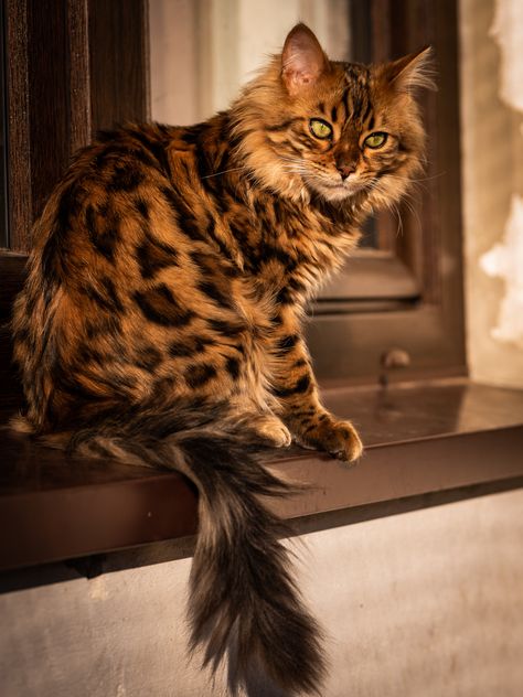 Bengal Cat Photography, Cashmere Bengal Cat, Cool Looking Cats, Bengal Cat Aesthetic, Cashmere Bengal, Bangle Cat, Bengal Cat Kitten, Toyger Cat, Cat Bengal