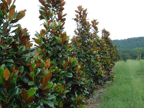 Planting Along Fence Line | Landscaping Along Fence Ideas Along Fence Ideas, Planting Along Fence, Fence Line Landscaping, Southern Magnolia Tree, Landscaping Along Fence, Magnolia Grandiflora, Flowering Bushes, Privacy Landscaping, Backyard Plants