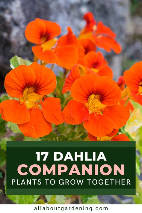 There are a number of different plant options for dahilas, depending on your garden goals. In this article, our certified master gardener looks at her favorite plants to companion plant with dahlias. Come take a look! What To Plant With Dahlias, Dahlia Companion Plants, Dahlias In Containers, Grow Dahlias In Pots, Herb Companion Planting, Dahlia Care, Planting Dahlias, Companion Gardening, Garden Companion Planting