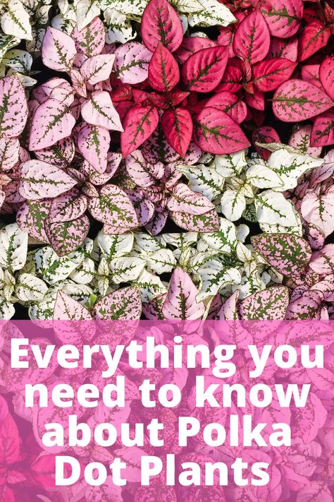 Pink Leaved Plants, Pink Foliage Plants, Pink And Green Leaf Plant, Colorful Leaf Plants, Plant With Pink And Green Leaves, Polka Dot Plant Outdoors, Plants With Pink Leaves, Pink Plants Outdoor, Pink Leaves Plants