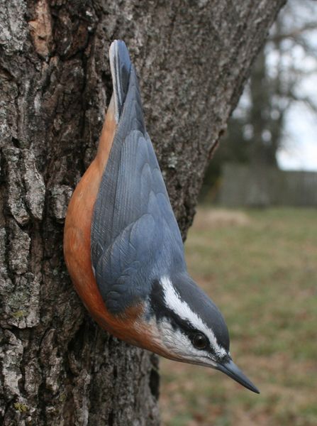 Nuthatch Tattoo, Red Breasted Nuthatch, Nuthatch Bird, Nuthatches, Bird Identification, Song Birds, Devils Tower, Bird Carving, Woodpeckers