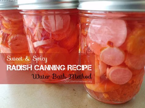 Use any type of radish with this water bath canning recipe. The liquid also makes a great salad dressing! Mango Salsa Canning Recipe, Pickling Veggies, Homesteading Books, Radish Recipe, Salsa Canning Recipes, Water Bath Canning Recipes, Pickled Radish, Canned Spaghetti Sauce, Cowboy Candy