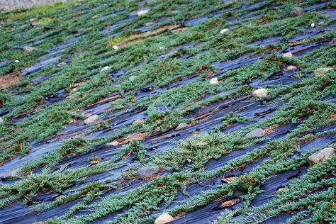 Creeping Junipers Good for low maintenance solution for stabilizing slopes Could Your Yard Use a Rug? Blue Rug Juniper, Creeping Juniper, Steep Hillside Landscaping, Juniper Plant, Best Ground Cover Plants, Landscaping A Slope, Landscaping On A Hill, Sloped Yard, Hillside Garden