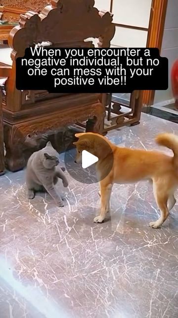 Funny Dog And Cat Videos, Dogs And Cats Together, Funny Dogs And Cats, Animals Doing Funny Things, Pet Humor, Animals And Pets Funny Memes, Getting A Kitten, Cat And Dog Videos, Dog Lover Quotes