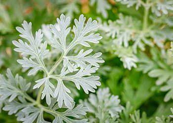 Wormwood Plant, Artemisia Absinthium, Bigleaf Hydrangea, Autumn Clematis, Purple Fruit, Growing Vines, Invasive Plants, Herbal Essences, How To Attract Hummingbirds