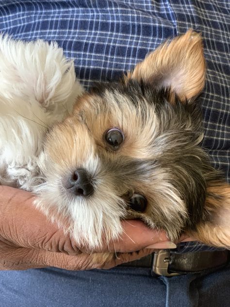 Biewer Yorkshire, Biewer Terrier, Biewer Yorkie, Most Beautiful Dog Breeds, Morkie Puppies, Cute Teacup Puppies, Beautiful Dog Breeds, Dog Mommy, Cute Dogs Images