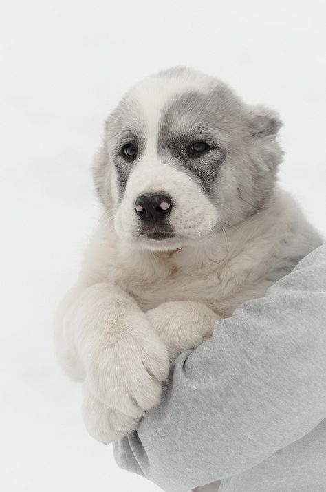 Central asian shepherd dog | by mouse_adikatz Asian Shepherd Dog, Alabai Dog, Central Asian Shepherd, Kangal Dog, Livestock Guardian Dog, Giant Dogs, Bear Dog, Rhodesian Ridgeback, Dog Wallpaper