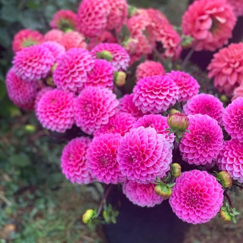 Dahlia tubers come in all shapes and sizes. The most important thing is that they have an eye. Scroll to see a video of a pile of Jenny’s Treasure dahlia tubers. Can you spot those little sprouts? We prefer to pack dahlias with a visible sprout or bulging eye. 👁️ Jennys treasure is a beautiful true pink dahlia. It is an upward facing bloom on a darker stem which contrasts nicely with the pink petals. It’s a firm favourite with our florists in need of pink! 💕 do you grow Jenny’s treasure? Cut Flower Farm, Bulging Eyes, Dahlia Tubers, Pink Dahlia, Pink Petals, Seasonal Flowers, Flower Farm, Flower Lover, Cut Flowers