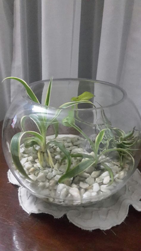 Spider Plant babies growing in water. Spider Plant Decor, Spider Plant In Water, Dry Arrangements, Spider Plant Babies, Plants In Jars, Bookshelf Inspiration, Spider Plant, Spider Plants, Decor Table