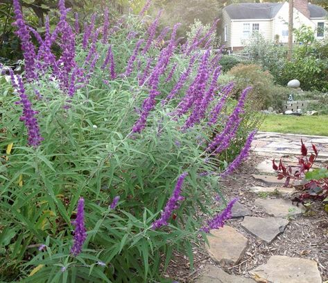 Mexican Sage Bush, Mexican Bush Sage, Justin Bobby, Mexican Sage, Texas Plants, Sage Garden, Sage Plant, Stone Landscaping, Perennial Shrubs