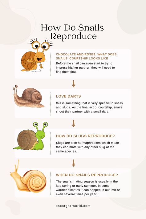 The way that snails mate is one of the most interesting in the animal kingdom. Most snail types (including land snails) are hermaphrodites. Types Of Snails, Snail Pet, Snail Facts, Snail Terrarium, Snail Farming, Land Snail, Pet Snails, Snails In Garden, Farming Business