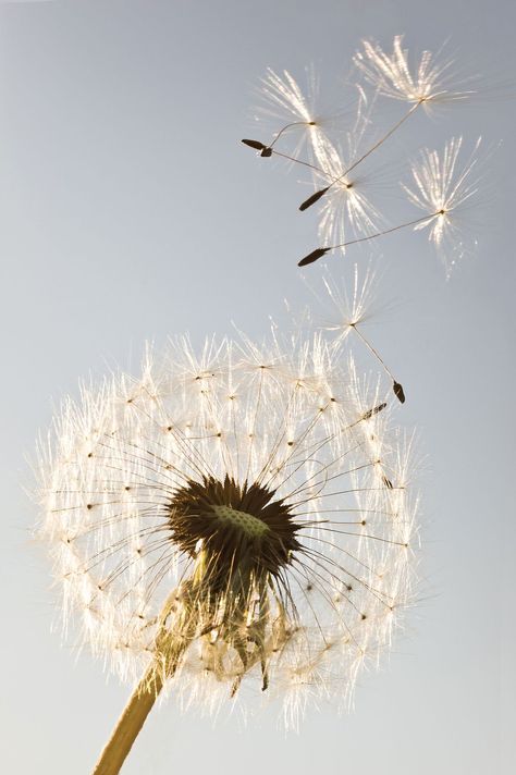 Whats Wallpaper, Dandelion Art, Blowing In The Wind, Dandelion Wish, Dandelion Flower, Healing Herbs, Make A Wish, Mother Earth, Nature Beauty