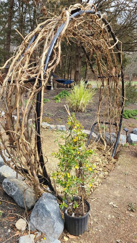 Moon Gate Diy, Bamboo Garden Fences, Moon Gate, Goth Garden, Pathway Landscaping, Fairy Garden Designs, Garden Privacy, Garden Arches, Garden Area