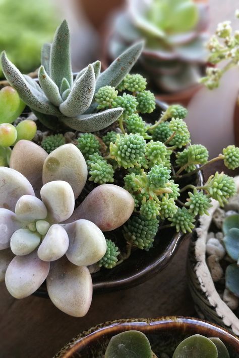 Looking for a gift to give your host? Look no further than The Aventura Market open every Saturday and Sunday at Aventura Mall. Caring For Succulents Indoor, Care For Succulents, Potted Gardens, Succulent Care Instructions, Indoor Gardening Supplies, Succulent Ideas, Succulent Planter Diy, Succulent Garden Indoor, Smart Garden