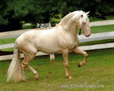 Saphiro cremello Andalusian stallion Cremello Andalusian, Palomino Andalusian, Horses Palomino, Andalusian Horses, Palomino Horses, Kathiyawadi Horse, Lusitano Horse, Palomino Horse, Horse Colors