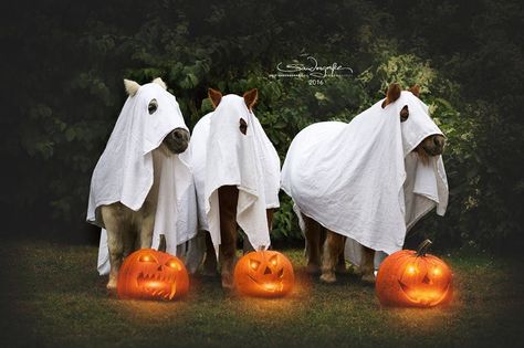 Equine Costume Ideas, Horse Ghost Costume, Halloween Horse Art, Halloween Horse Photoshoot, Horse Halloween Ideas, Equitation Aesthetic, Halloween Shooting, Ghost Horse, Equestrian Photoshoot