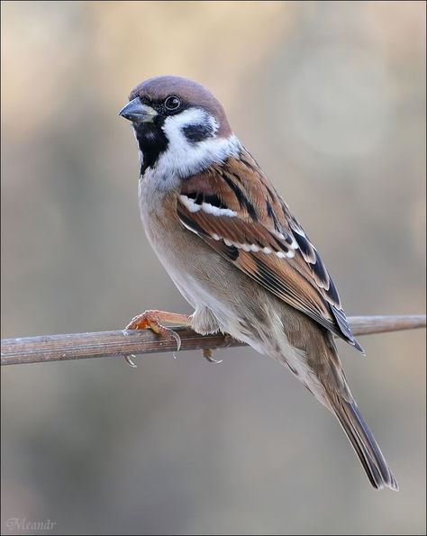 Sparrow Pictures, Sparrow Drawing, Tattoo Animals, Sparrow Art, Song Birds, Pets Drawing, Australian Birds, Airbrush Art, Sparrows