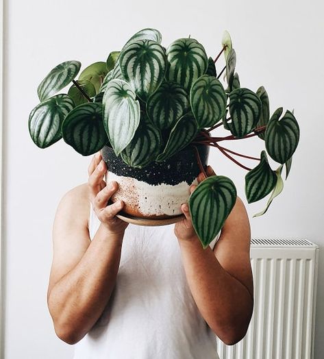 Peperomia Argyreia, Peperomia Watermelon, Watermelon Peperomia, How To Grow Watermelon, Peperomia Plant, Plant Goals, Plants And Pots, Plants Care, Beautiful Leaves