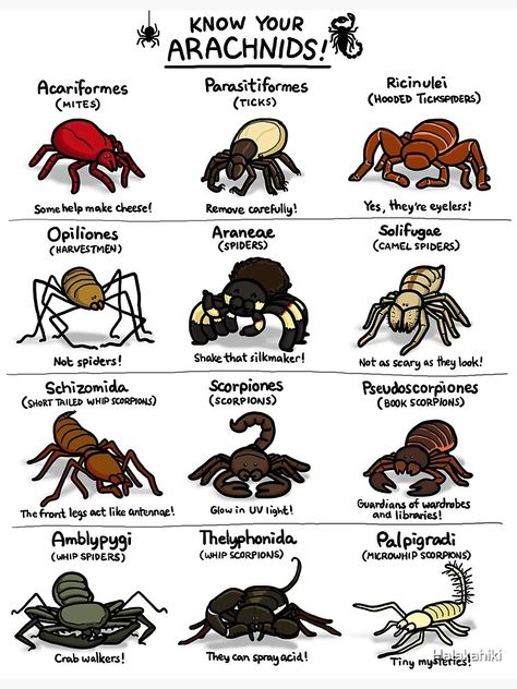 "Illustrated Guide to Arachnids" Poster by Halakahiki | Redbubble 3d Pokemon, Survival Skills Life Hacks, Cool Bugs, Arachnids, Animal Facts, Bugs And Insects, Creature Concept Art, Zoology, Animal Planet