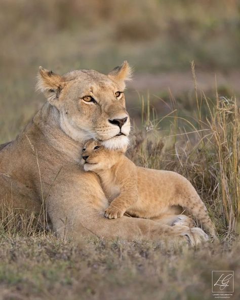 Lioness And Cubs, Lion And Lioness, Lion Love, Lion Images, Roi Lion, African Lion, Lion Cub, Pretty Animals, Cute Animal Photos