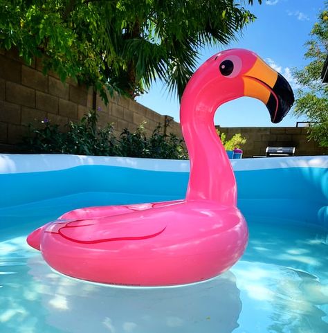 An inflatable pink flamingo floating in a pool photo – Vacation Image on Unsplash Pink Flamingo Float, Vacation Images, Flamingo Pictures, Flamingo Photo, Flamingo Float, Tropical Pool, Kiddie Pool, Pool Photos, Close Up Photography