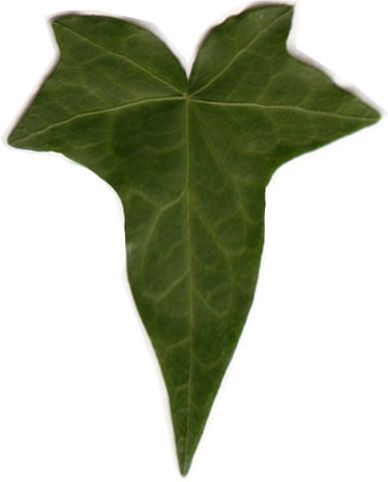 Mallorn Leaf.  Size up for Lembas bread Mallorn Leaf, Lotr Leaf, Lord Of The Rings Leaf, Lembas Bread, Lotr Party, Hobbit Holes, Hobbit Party, Urban Analysis, Hobbit Hole