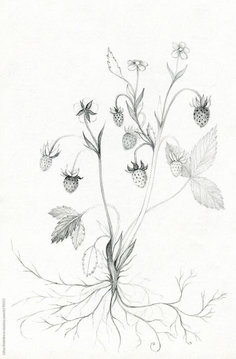 "Wild Strawberry Drawing" by Stocksy Contributor "Liliya Rodnikova" - Stocksy Strawberry Ink Drawing, Wild Strawberry Tattoo Black And White, Strawberry Tattoo Black And White, Rasberry Bushes, Bush Drawing, Strawberry Drawing, Strawberry Tattoo, Strawberry Art, Wild Strawberry