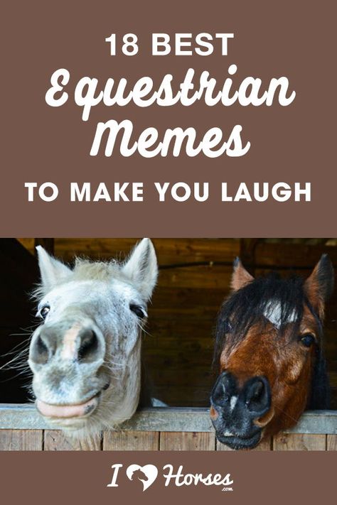 Animal Lovers, Horse Humor, Funny Horse Quotes, Horse Funny, Funny Horse Quotes Hilarious, Equestrian Quotes Funny, Funny Equestrian Quotes, Equestrian Funny Horse Humor, Equestrian Funny