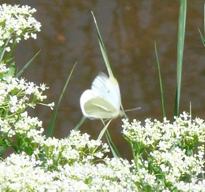 white butterfly and flowers Three White Butterflies, Small White Butterfly, Butterfly White Aesthetic, White Butterflies Aesthetic, Kimora Core, 3 White Butterflies, White Butterfly Aesthetic, April Collage, Butterfly Catching