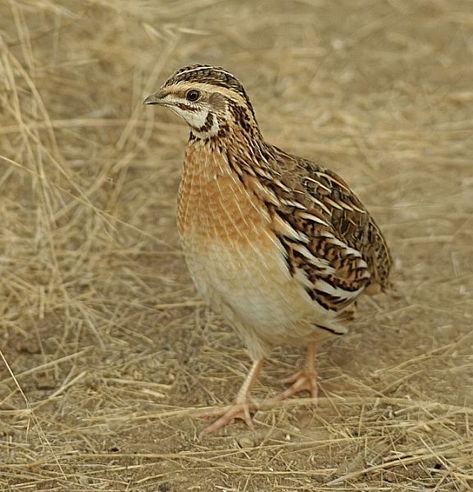 Coturnix coturnix/Common Quail/ヨーロッパウズラ Button Quail, Laying Chickens, Raising Quail, The Tiny Seed, Wildlife Nature, Bird Pictures, Tropical Birds, Partridge