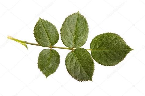 Rose Leaf, Banana Leaf Print, About Rose, Background Nature, Leaf Photography, Beauty Background, Leaf Images, Miniature Plants, Rose Leaves