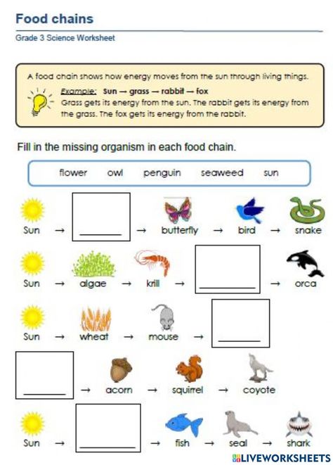 Worksheet For 2nd Grade, Food Chain Worksheet, Live Worksheet, Argumentative Writing, 2nd Grade Math Worksheets, Environmental Studies, Animal Habitats, Food Chain, 2nd Grade Math