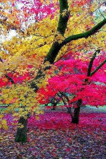 Autumn In England, I Love Autumn, Love Autumn, Beautiful Trees, Colorful Trees, I Love Fall, Autumn Beauty, Falling Leaves, Lombok