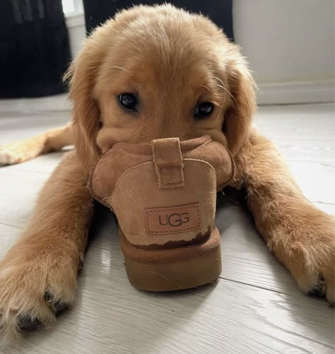 Aesthetic Dogs, Winter Ugg, Cute Dogs Images, Very Cute Puppies, Super Cute Puppies, Cute Dog Photos, A Golden Retriever, Cute Animals Puppies, Very Cute Dogs