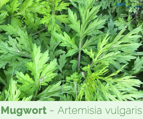 Mugwort Benefits, Mugwort Magical Properties, How To Identify Mugwort, Common Mugwort, Mugwort Oil, Mugwort Herb, Dream Herbs, Artemisia Annua, Digestive Juice