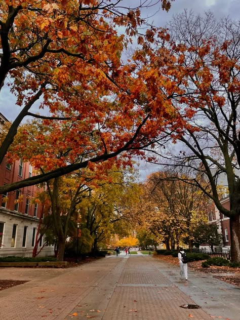 Autumn Walk, Leaves Falling, Fall Mood Board, Spooky Szn, Autumn Scenes, Fall Time, Fall Feels, Best Seasons, Autumn Vibes