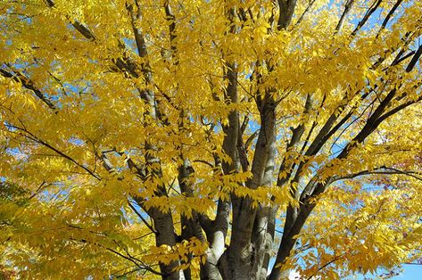 Benefits Of Trees, Coral Bark Maple, Lined Driveway, Mexican Sunflower, Purple Clematis, Tree Lined Driveway, Flowering Cherry Tree, Plants To Grow, Specimen Trees