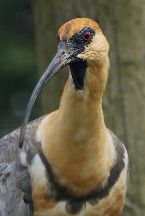 Black-faced Ibis Big Beak Bird, Birds With Long Beaks, Unusual Birds, Bird Identification, Cute Reptiles, Wild Creatures, Animal Alphabet, Big Bird, All Birds