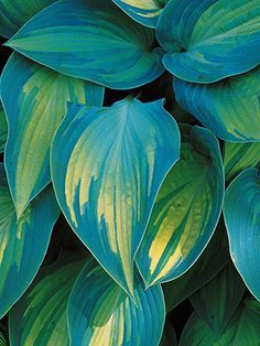 "June" hosta (2001 Hosta of the Year by the American Hosta Grower's Association) bears thick golden-yellow foliage with streaky blue-green edges. It also offers a bit of sun tolerance. In fact, with a couple of hours of morning sun, 'June' displays brighter gold leaf centers - Hosta June, Hosta Varieties, Hosta Gardens, Shade Gardening, Hosta Plants, Tropical Backyard, Shade Gardens, Winter Plants, Hardy Perennials