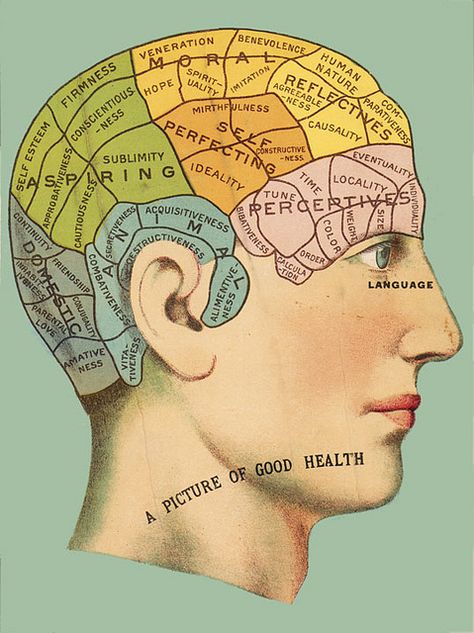 Phrenology Head Chart by Photo_History, via Flickr Phrenology Head, Arte Peculiar, Vintage Medical, Graphics Fairy, Picture Library, Photographic Print, Anatomy, Brain, Maine