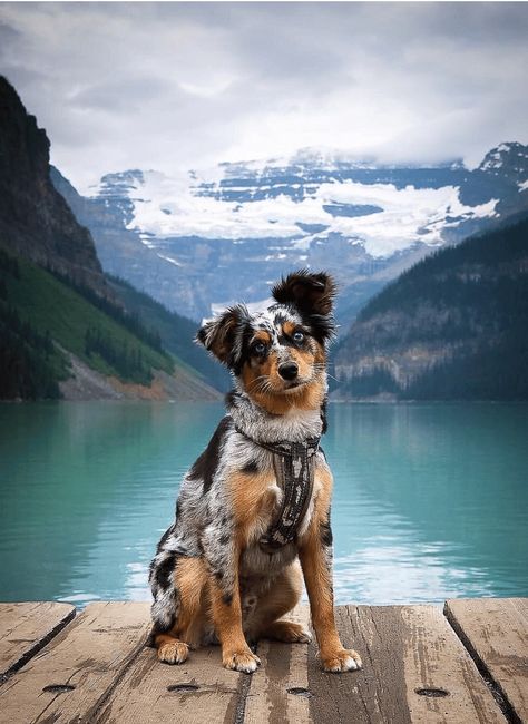 Mini Australian Shepard, Australian Shepherd Red Tri, Mini Aussie Puppy, Aussie Puppies, Mini Aussie, Really Cute Puppies, Chinchillas, Dog Agility, Dog Wallpaper