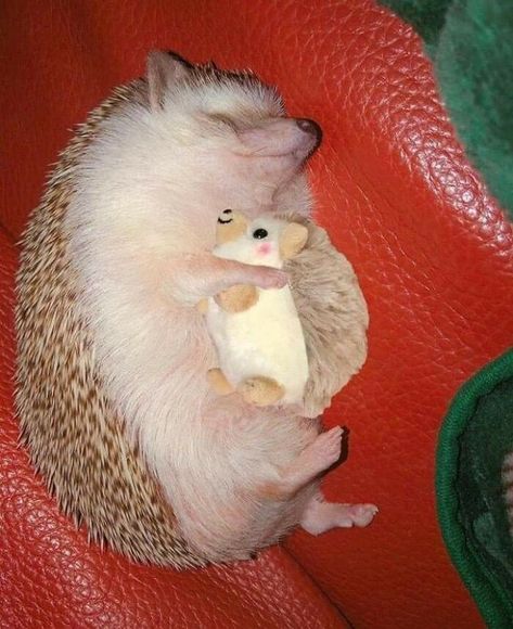 Hedgehog With Plushie A Hedgehog, Stuffed Animal, Red