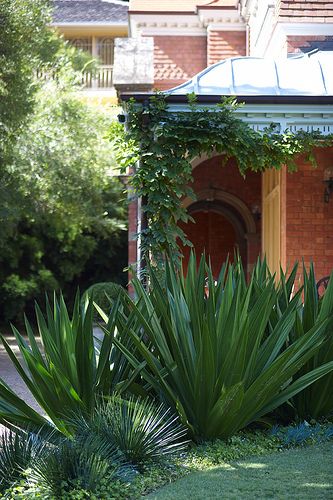 Furcraea foetida to replace the agaves, softer, no pups but still has the architectural shape we are looking for. Tropical Garden Ideas, Australian Native Garden, Waterwise Garden, Modern Texture, Front Yard Design, Fall Garden Vegetables, Sloped Garden, Australian Garden, Recycled Garden