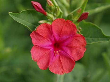 Four O'Clock 100 Count Red Flower Seeds, "COOL BEANS N SPROUTS" Brand. Home Gardening. Mirabilis Jalapa, Cool Beans, Seeds Color, Clock Flower, Four O Clock, Home Gardening, Unusual Flowers, Hardy Plants, Herb Seeds