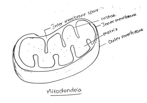 Internal Structure of Mitochondria Mitochondria Notes, Mitochondria Tattoo, Mitochondria Drawing, Biology Prints, Bio Project, Medical Icon, Project Work, Biology Notes, Poster Drawing