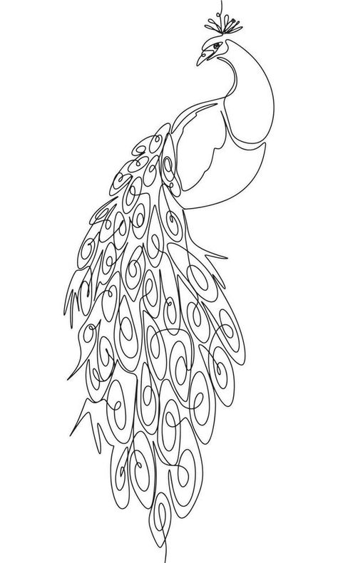 The peacock is sitting isolated on white background. One line continuous bird. Line art beautiful bird peacock, outline vector illustration. Peacock Feather Line Art, Peacock Line Tattoo, Peacock Sketch Simple, Peacock Line Drawing, Peacock Line Art, Peacock Outline Drawing, Peacock Drawing Images, Small Peacock Tattoo, Peacock Outline